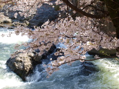 滝桜