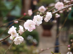 白梅