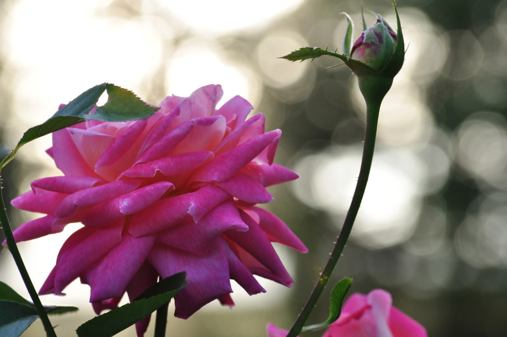 夕日の荒牧バラ公園