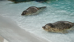 海豹