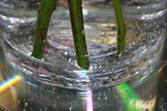 薔薇の茎