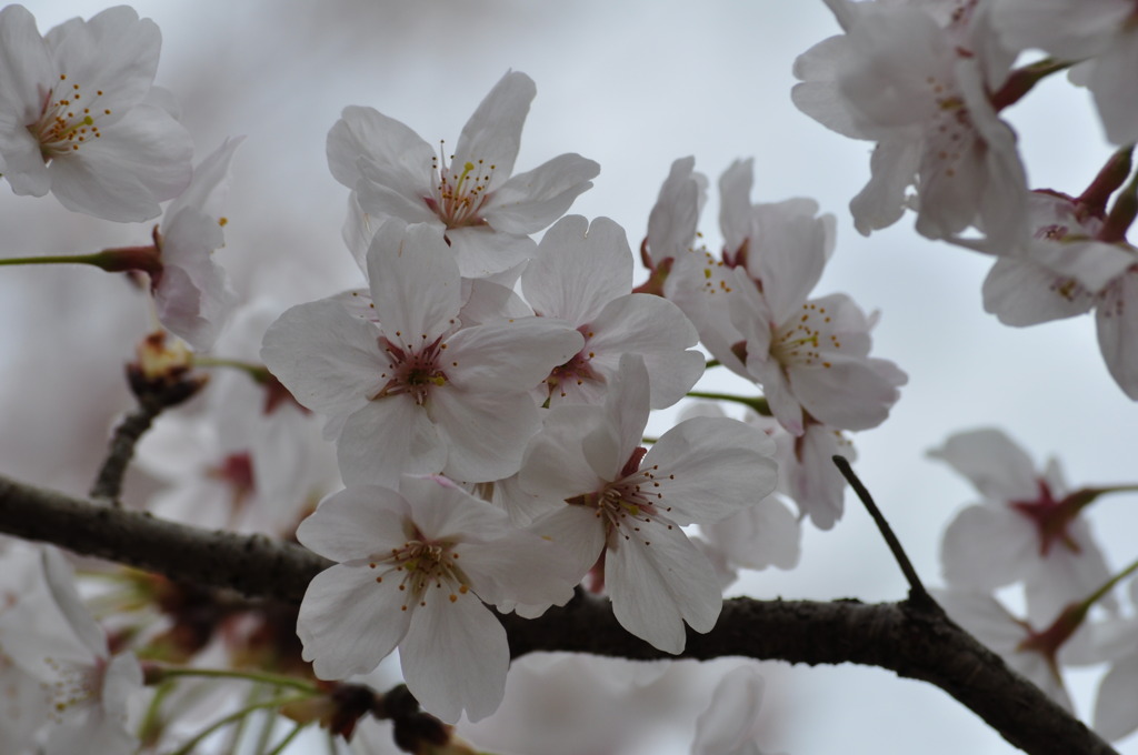 桜