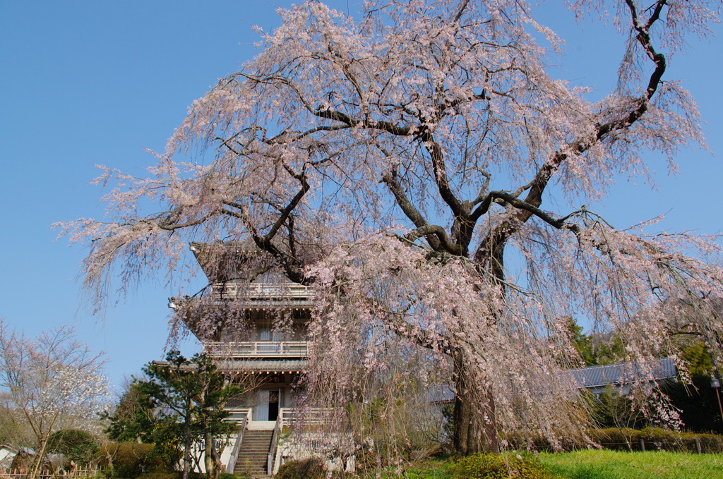 枝垂れ桜