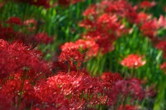 2012.09.29 曼珠沙華