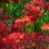 2012.09.29 曼珠沙華