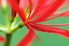 2012.09.29 曼珠沙華