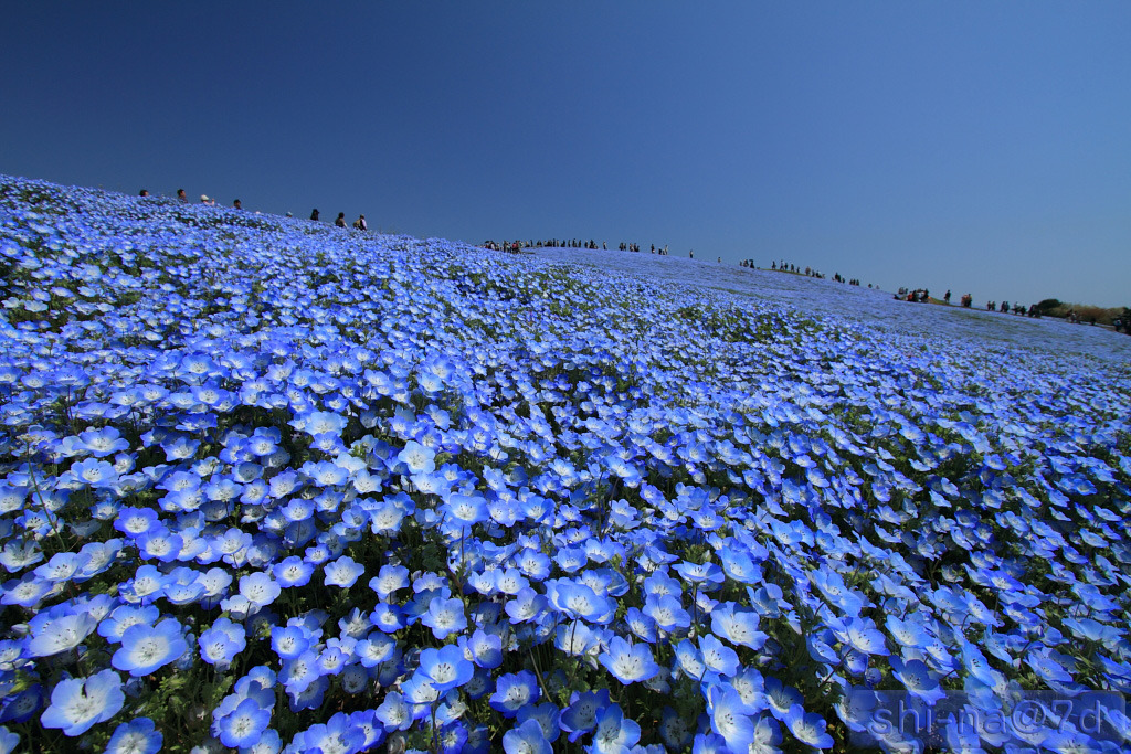 ネモフィラの丘（PS風景カスタム）