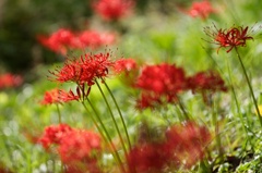 2012.09.29 曼珠沙華