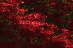 2012.09.29 曼珠沙華