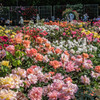 roses02