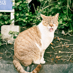 akubi