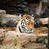 THE ZOO#32