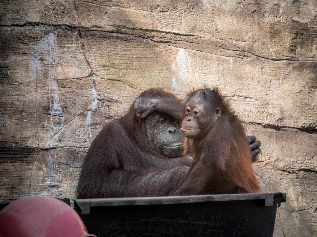 The Zoo 011