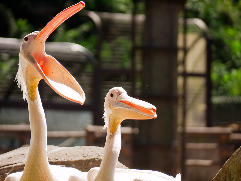 THE ZOO#8