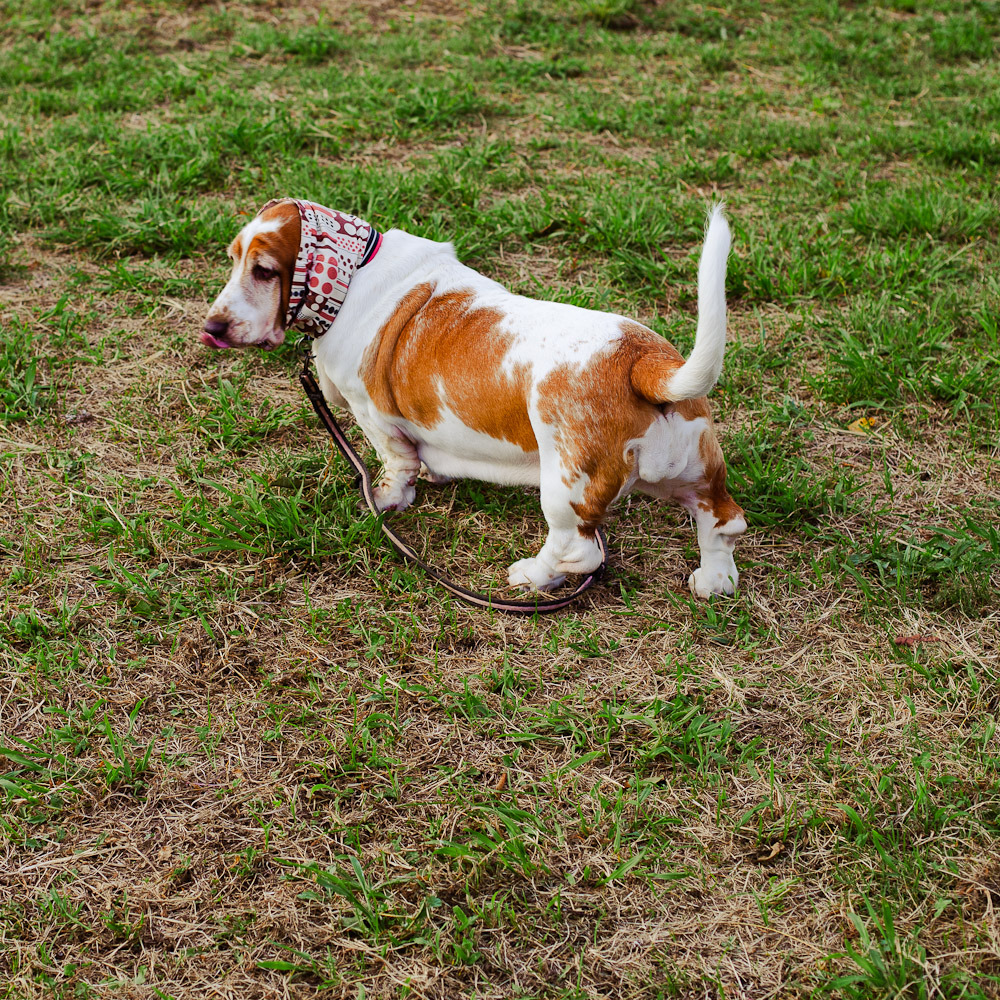 ほっかむり犬