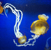jelly2