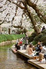 桜トンネル