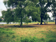 tree