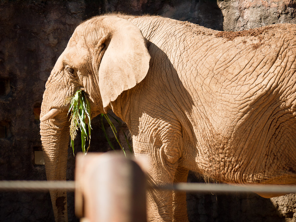 THE ZOO#15