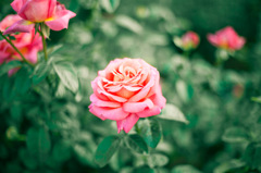 Rose01