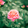 Rose01