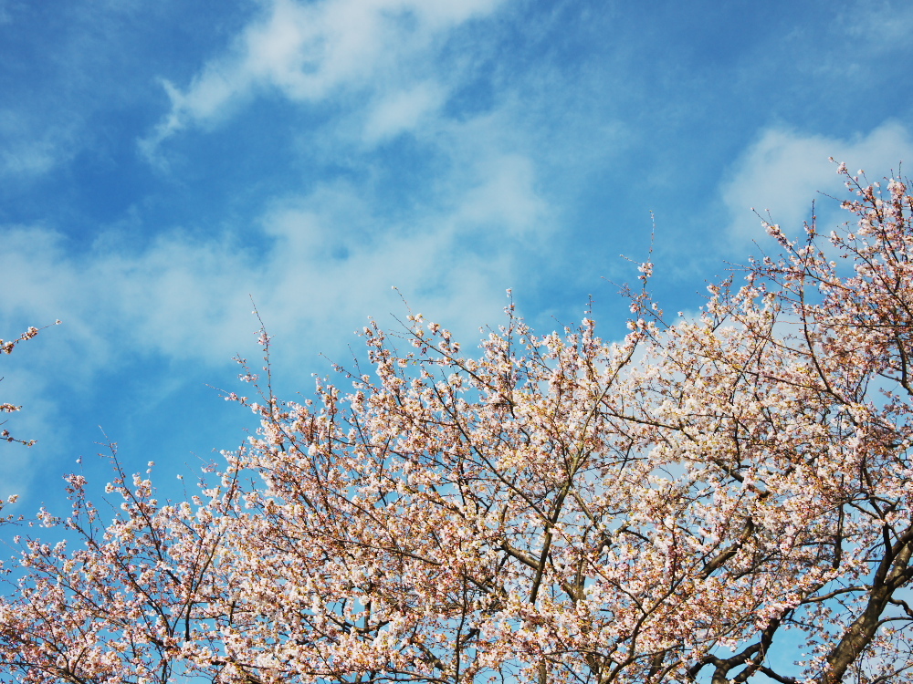 sakura-bloomed3