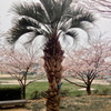 ヤシ＆桜