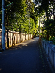 bamboo1