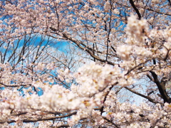 sakura-bloomed1