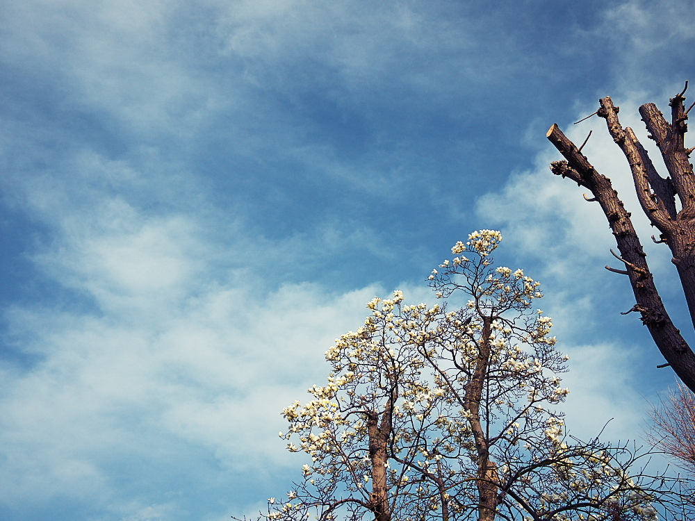 flowers in the sky