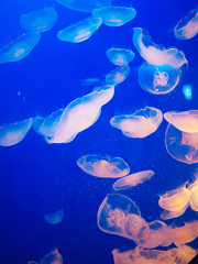 jelly1