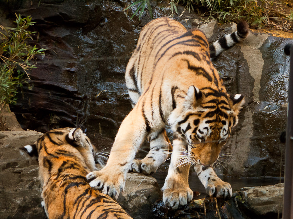 THE ZOO#31
