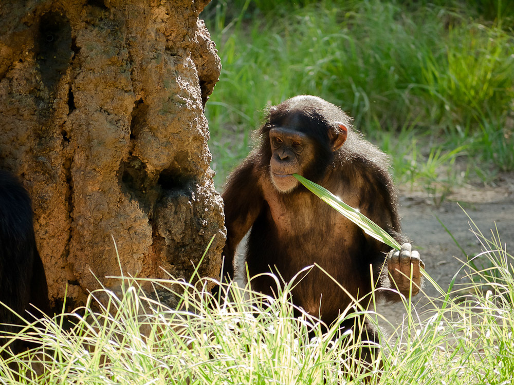 THE ZOO#16