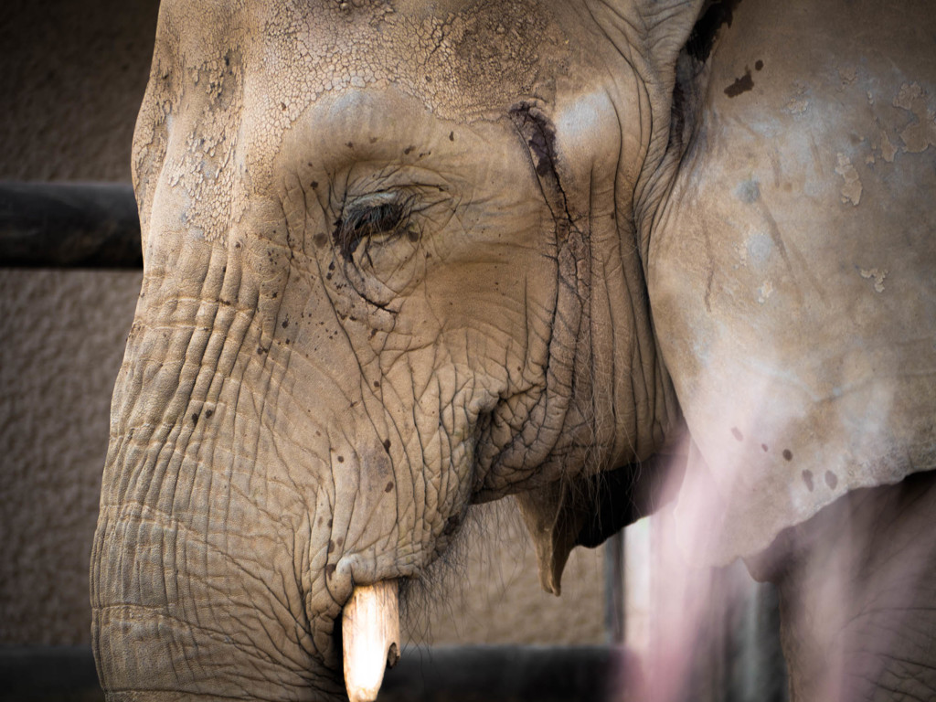 The Zoo 025