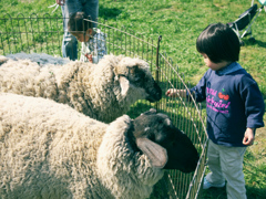 twinsheeps