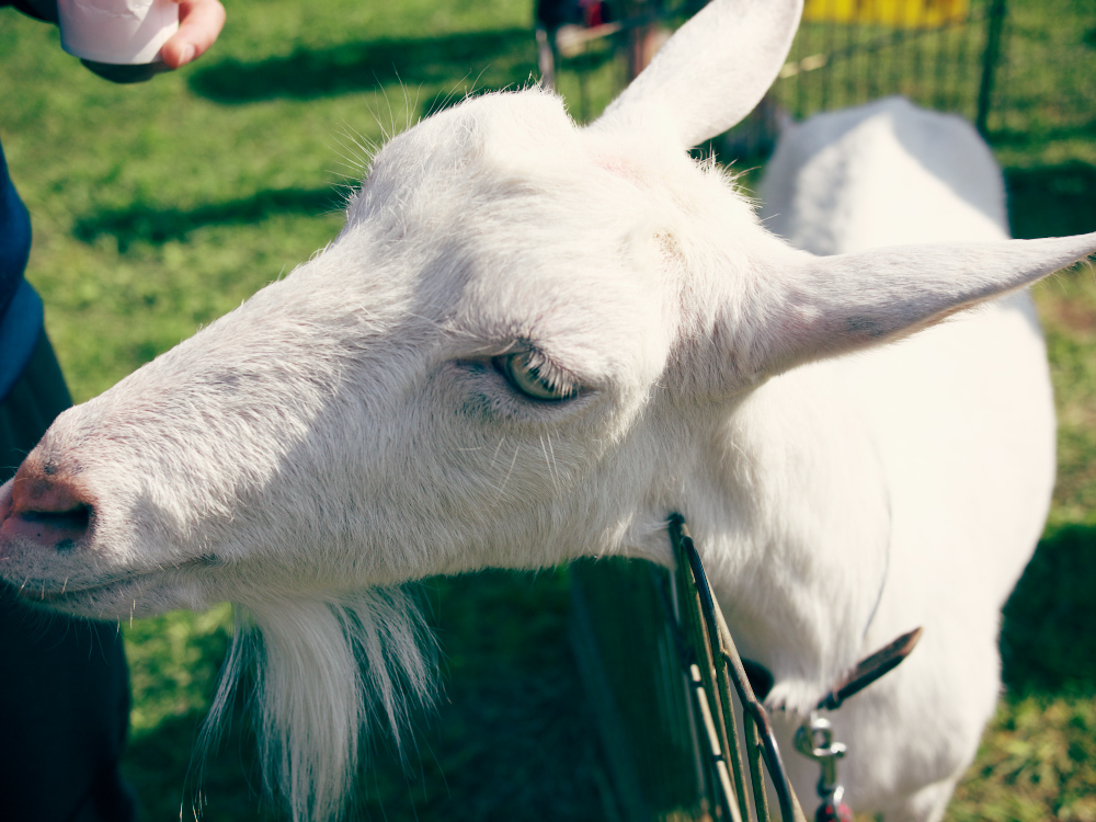 a goat