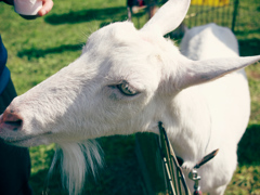 a goat