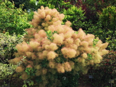 plants01