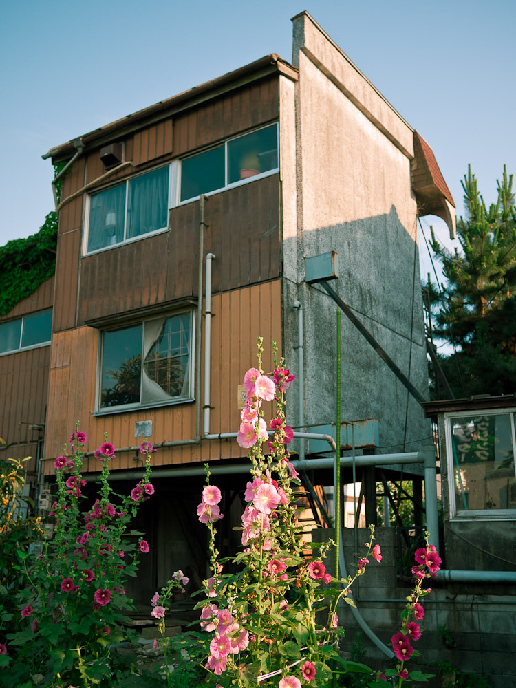 Althaea rosea