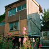 Althaea rosea