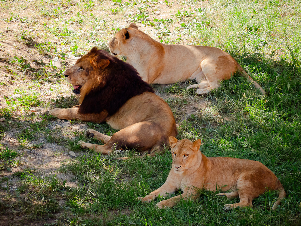 THE ZOO#1