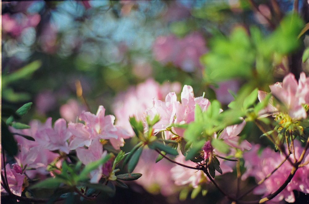 お花♡