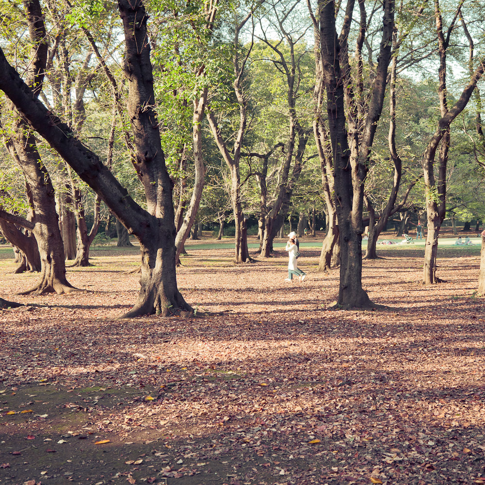 秋の公園