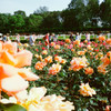 Rose02