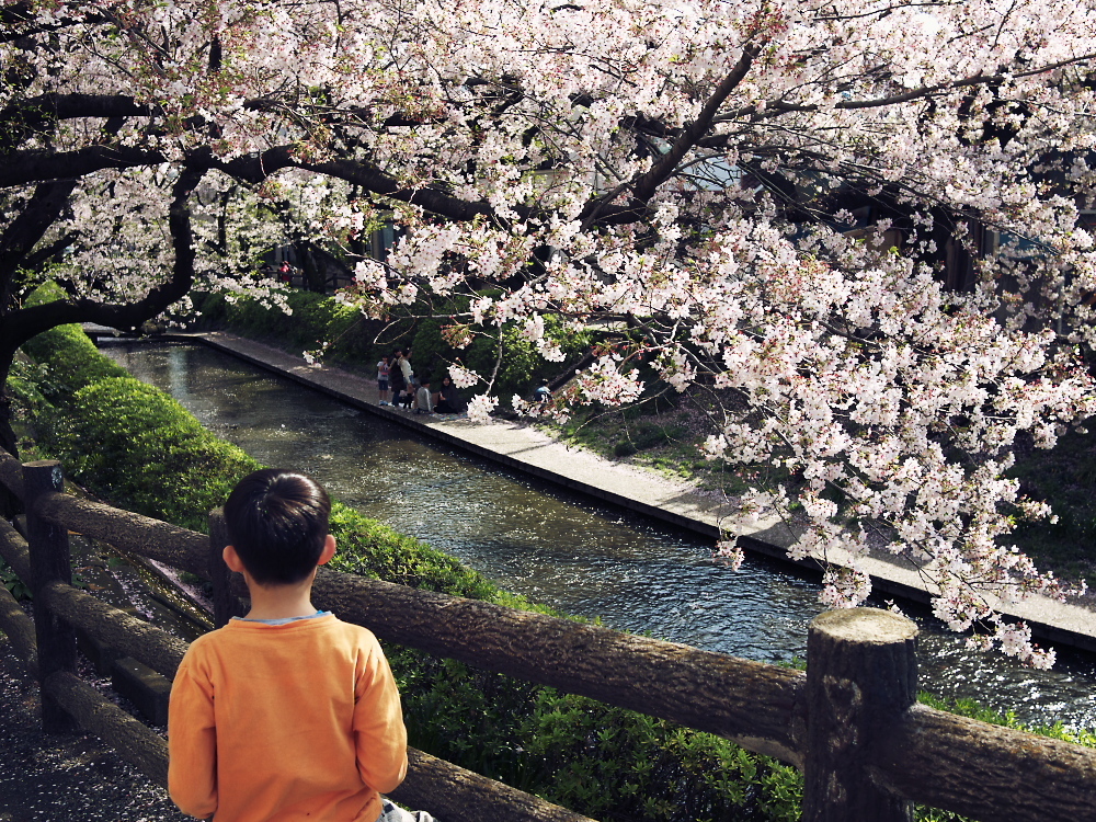 桜と少年