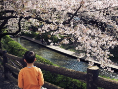 桜と少年