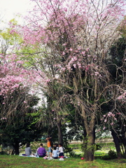 shidare