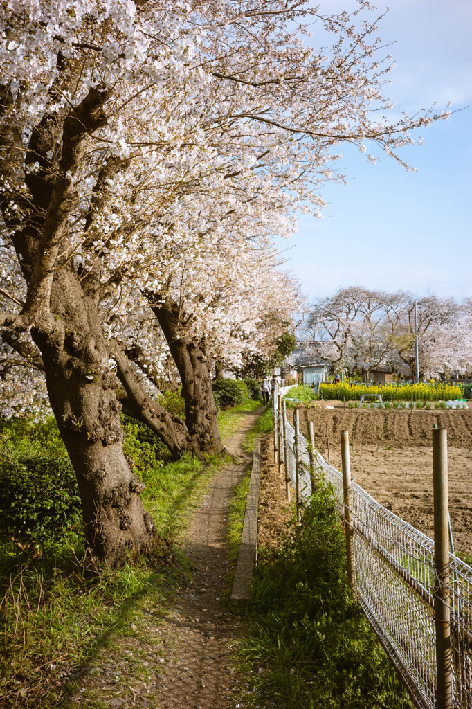 桜