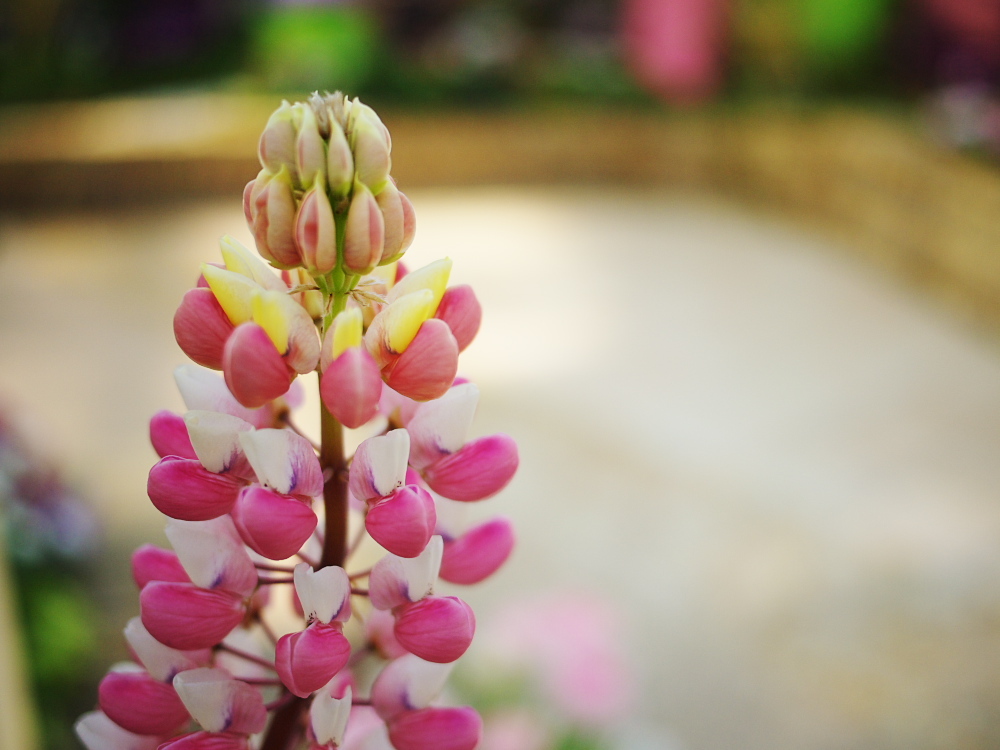 flower2