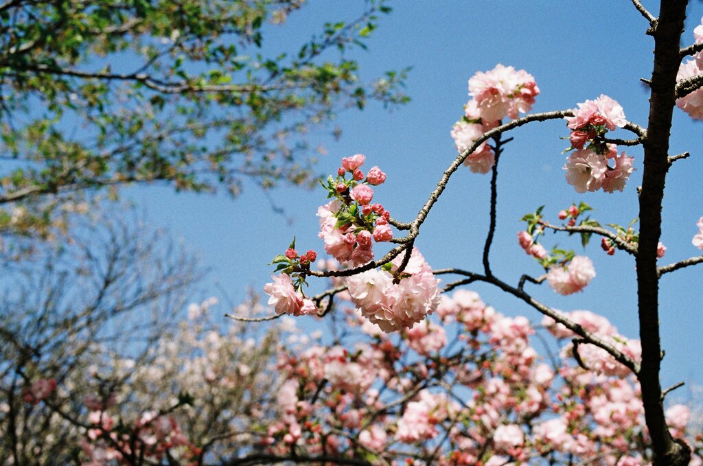 神代植物公園#06